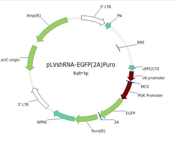 pLVshRNA-EGFP(2A)Puro双标慢病毒载体