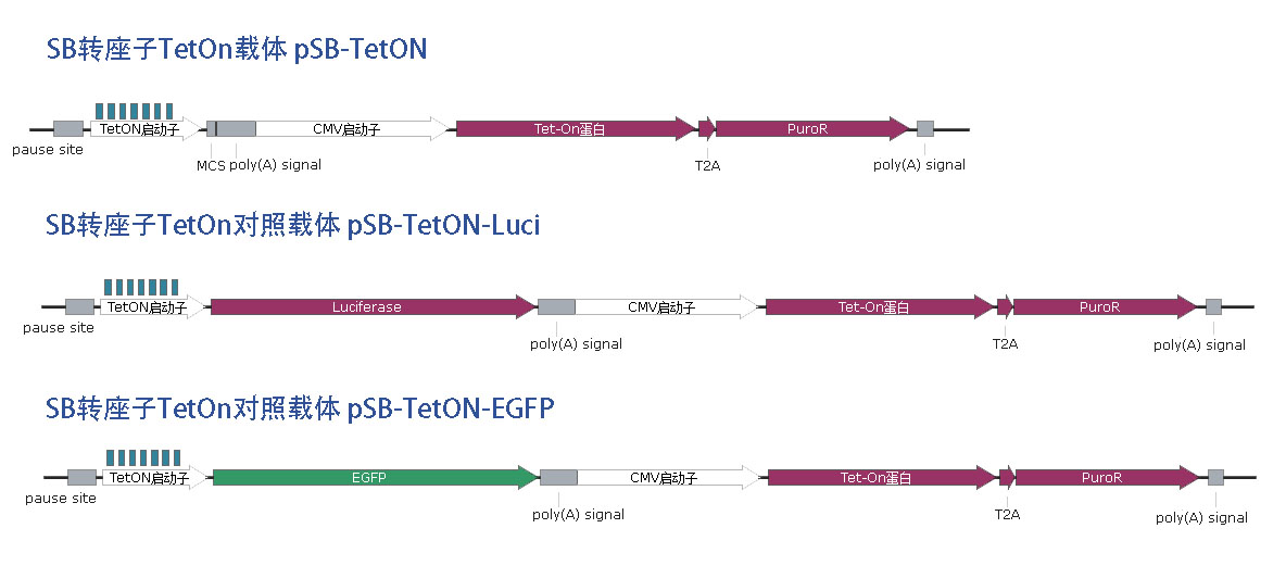 pSB-TetOnvector.jpg