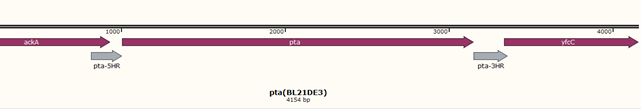 red_gene_knockout_HR_design.png